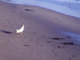 Santa Monica - Home Movie Clips