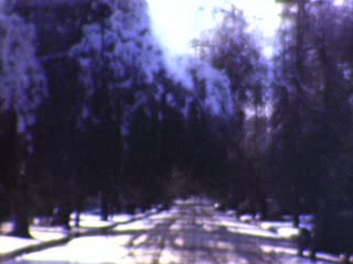 Palm tree in snow - Home Movie Clips