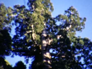 Pioneer Cabin Tree Tunnel - Home Movie Clips