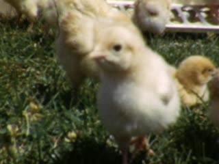 Chicks - Home Movie Clips