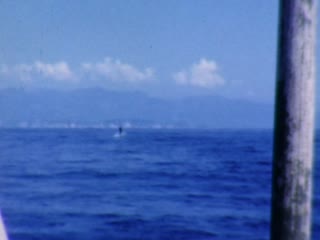 Sailfish - Home Movie Clips