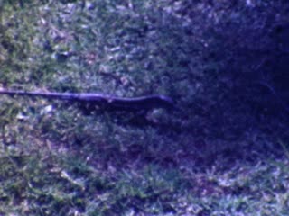 Lizards - Home Movie Clips