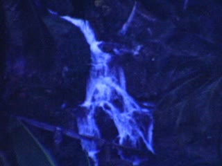 Ocho Rios - Home Movie Clips