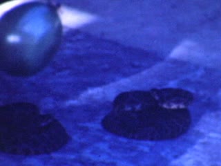 Silver Springs - Home Movie Clips