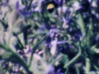 Bees - Home Movie Clips