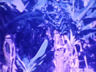 Bananas - Home Movie Clips