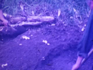 Oahu - Home Movie Clips