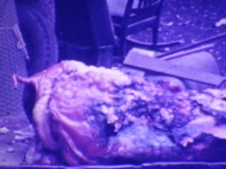 Hogs - Home Movie Clips