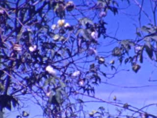 Cotton - Home Movie Clips