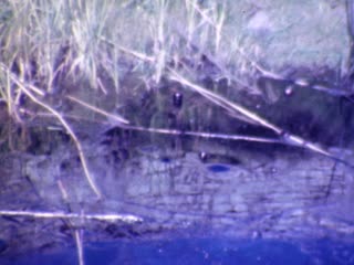 La Brea Tar Pits - Home Movie Clips