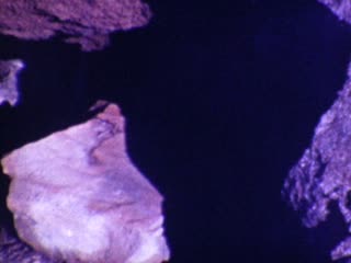 Keanakakoi - Home Movie Clips