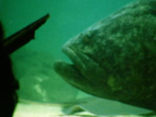 Cod - Home Movie Clips