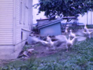 Geese - Home Movie Clips