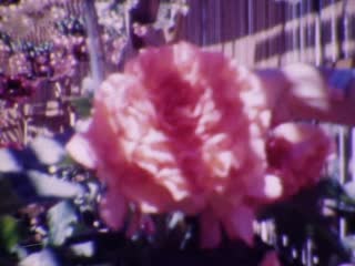 Greenhouses - Home Movie Clips