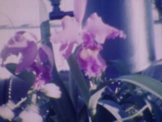 Niven and Sarrat - Home Movie Clips