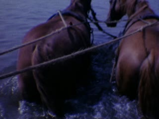Carriage Rides - Home Movie Clips
