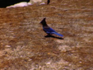 Blue Jay - Home Movie Clips