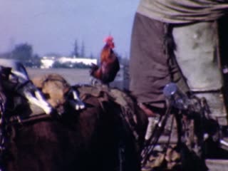 Roosters - Home Movie Clips