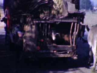 Burros - Home Movie Clips