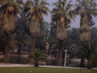 Palm Trees - Home Movie Clips