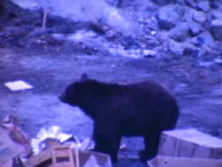 Garbage Dumps - Home Movie Clips