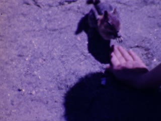 Chipmunks - Home Movie Clips