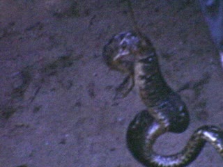 Snakes - Home Movie Clips