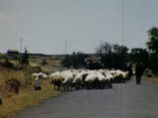 Shepherd - Home Movie Clips