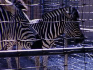 Audubon Zoo - Home Movie Clips