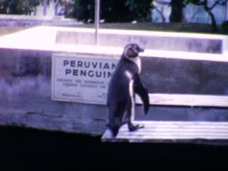 Peruvian Penguin - Home Movie Clips