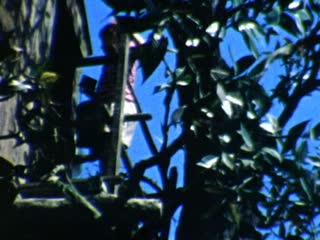 Swiss Family Treehouse - Home Movie Clips