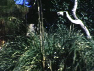 Jungle Cruise - Home Movie Clips