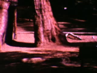 Mariposa Grove - Home Movie Clips