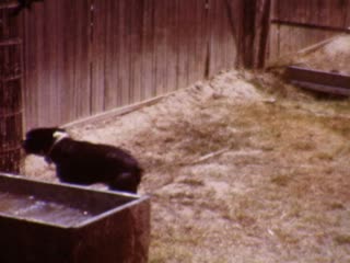 Barns - Home Movie Clips