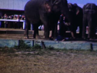 Elephants - Home Movie Clips