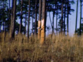 Tree Sap Collection - Home Movie Clips