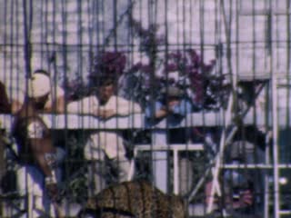 Leopards - Home Movie Clips