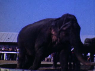 Sarasota - Home Movie Clips