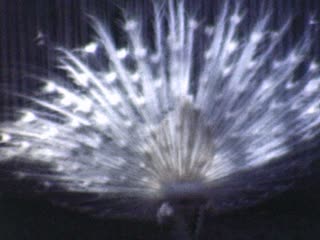 Peacocks - Home Movie Clips