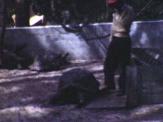Tortoises - Home Movie Clips