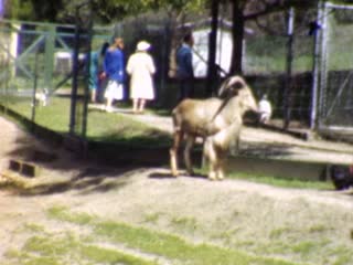 Bighorn Sheep - Home Movie Clips