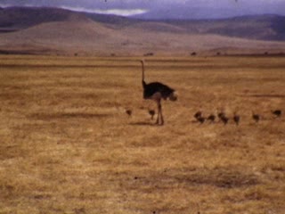Ostriches - Home Movie Clips