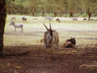 Antelope - Home Movie Clips