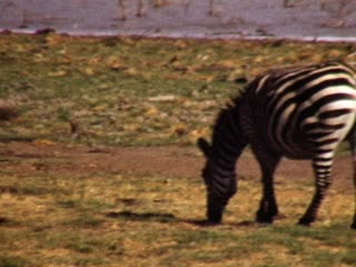 Zebras - Home Movie Clips