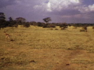 Water Buffalo - Home Movie Clips