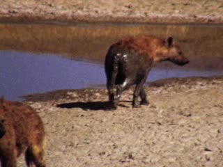 Hyenas - Home Movie Clips