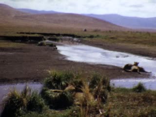 Lake Manyara National Park - Home Movie Clips