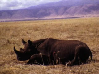 Rhinoceros - Home Movie Clips