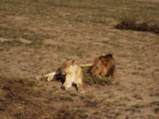 Lions - Home Movie Clips