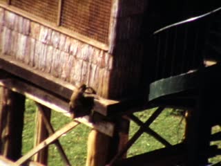 Monkeys - Home Movie Clips